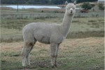 Un esemplare di alpaca