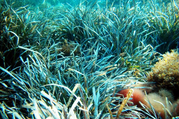 Posidonia_2_Alberto_Romeo