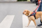 31-how-to-train-a-guide-dog-for-the-blind